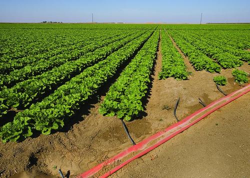 subsurface irrigation